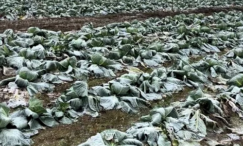 varza inghetata pe camp tiktok @fermadecastravetiandrid mp4 thumbnail png