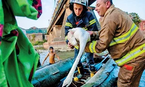 După două ore de „negocieri” pasărea a înţeles că trebuie să ajungă la doctor jpeg