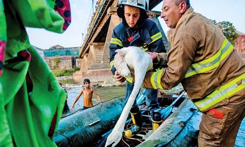 După două ore de „negocieri” pasărea a înţeles că trebuie să ajungă la doctor jpeg
