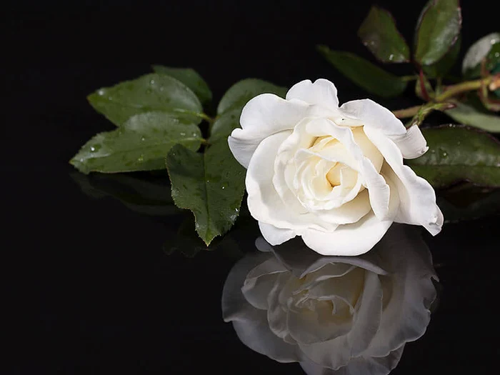 white rose jpg jpeg