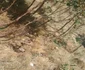 Rămășițele unui craiovean dispărut pe munte găsite după două luni în Buila Vâlcea Foto Mircea Lera