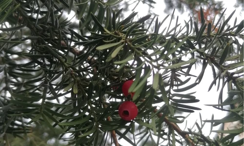 planta tisa letala jpg