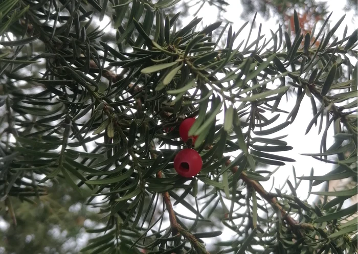 Această plantă, Taxus baccata sau tisa, este extrem de toxică. Foto: Turnul Sfatului