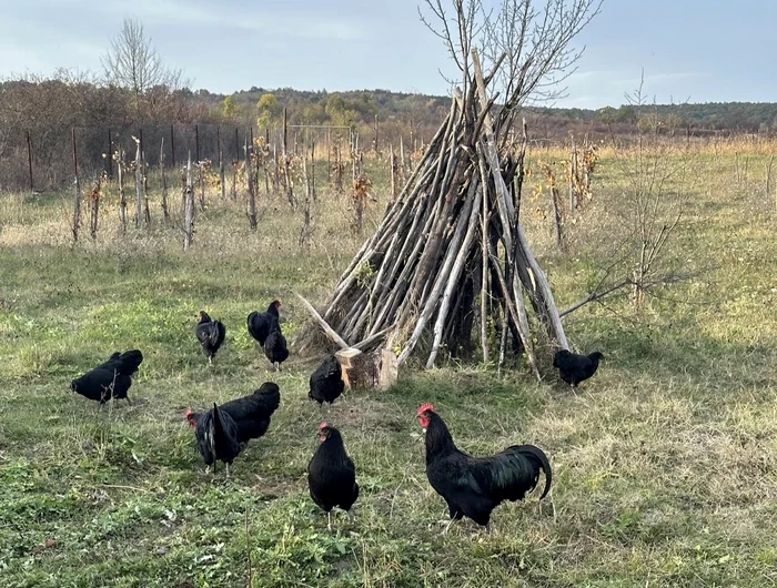 Găinile pe care le crește gorjeanul Dănuț Negrescu ouă aproape tot anul Foto: Arhivă personală