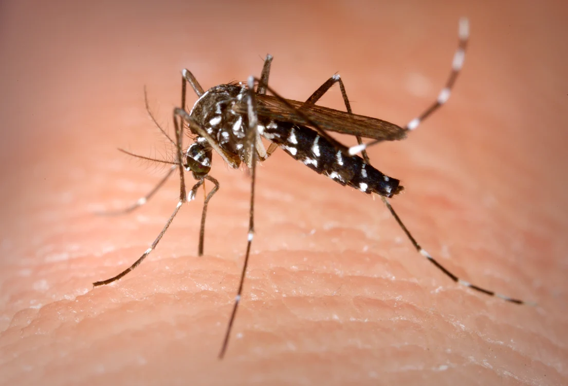 Țânțarul din specia Aedes este purtătorul virusului Zika, pe care îl poate transmite oamenilor prin înțepături