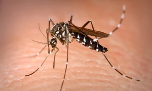 aedes albopictus jpeg