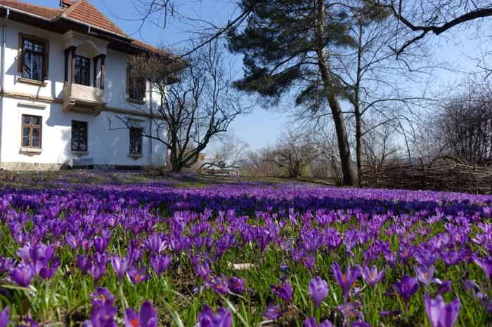 Vila Golescu găzduiește constant evenimente culturale FOTO Pro Patrimonio