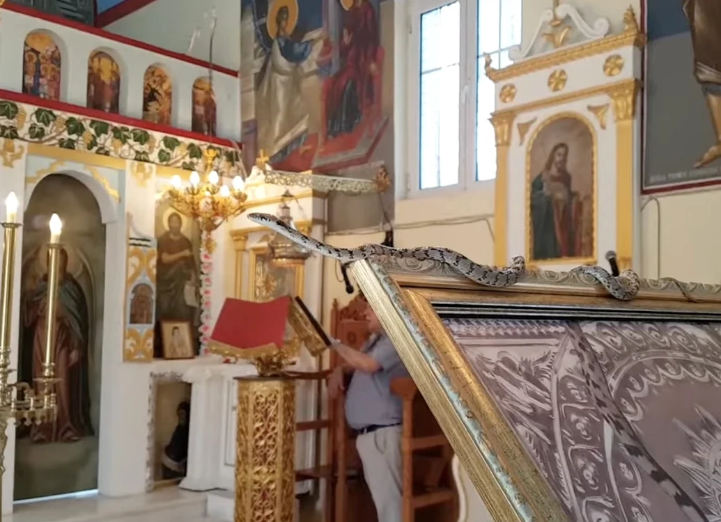 Șerpii „miraculoși” ai Fecioarei Maria au apărut din nou în Kefalonia Foto: greekcitytimes