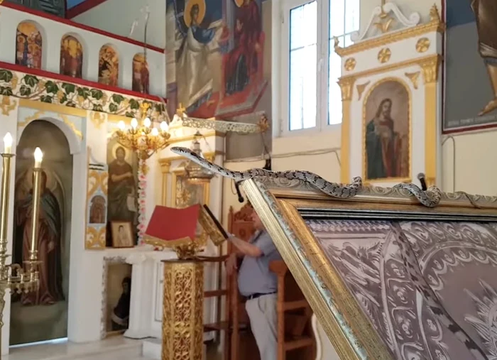 Șerpii „miraculoși” ai Fecioarei Maria au apărut din nou în Kefalonia Foto: greekcitytimes