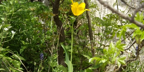 laleaua de cazane unica in lume FOTO Corina Macavei 