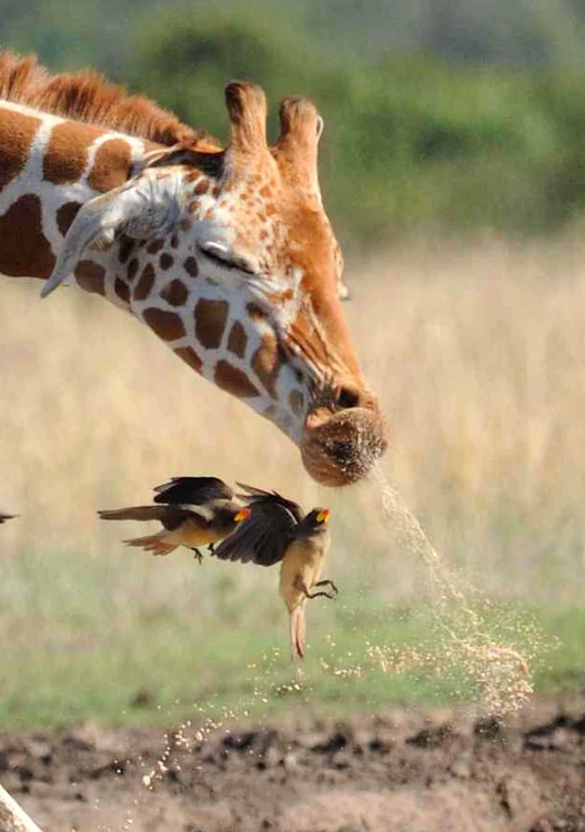 
    Oxpecker fac eforturi să evite jeturile FOTO Mercury Press  