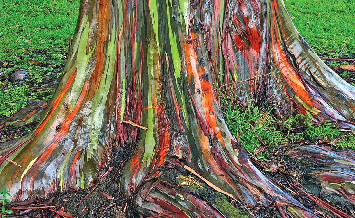 
    Arborele în culori spectaculoase a fost pozat pe insula Kauai, din HawaiiFoto: profimedia  