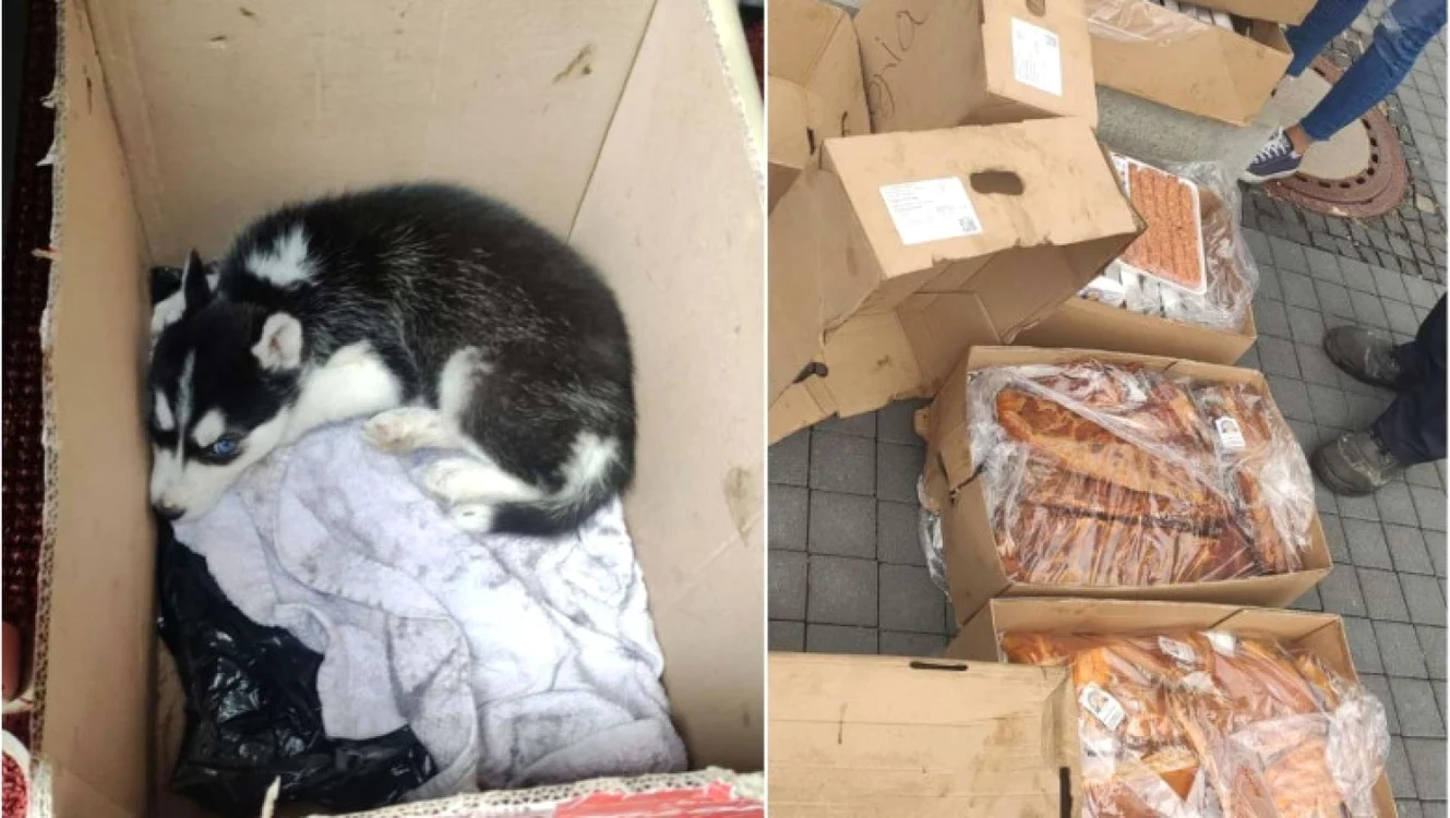 Puiul de Husky a avut nevoie de îngrijiri medicale FOTO Poliţia Südosthessen