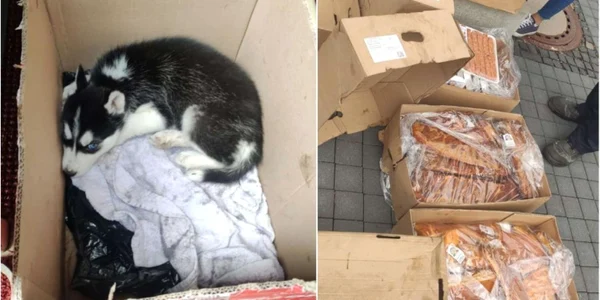 provizii catel FOTO  Poliţia Südosthessen 1