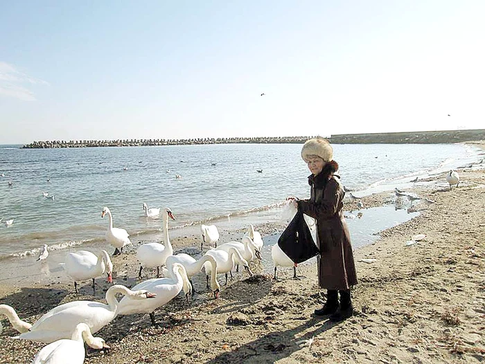 Lebedele au migrat la Marea Neagră ca să găsească hranăFoto: Dumitru Ștefănescu