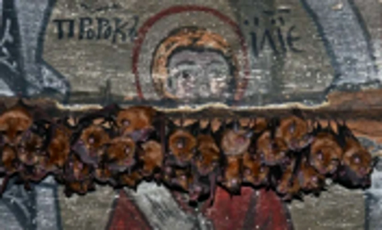 liliac mare cu potcoava in biserica din Zalnoc FOTO Asociaţia Centrul pentru Cercetarea şi Conservarea Liliecilor