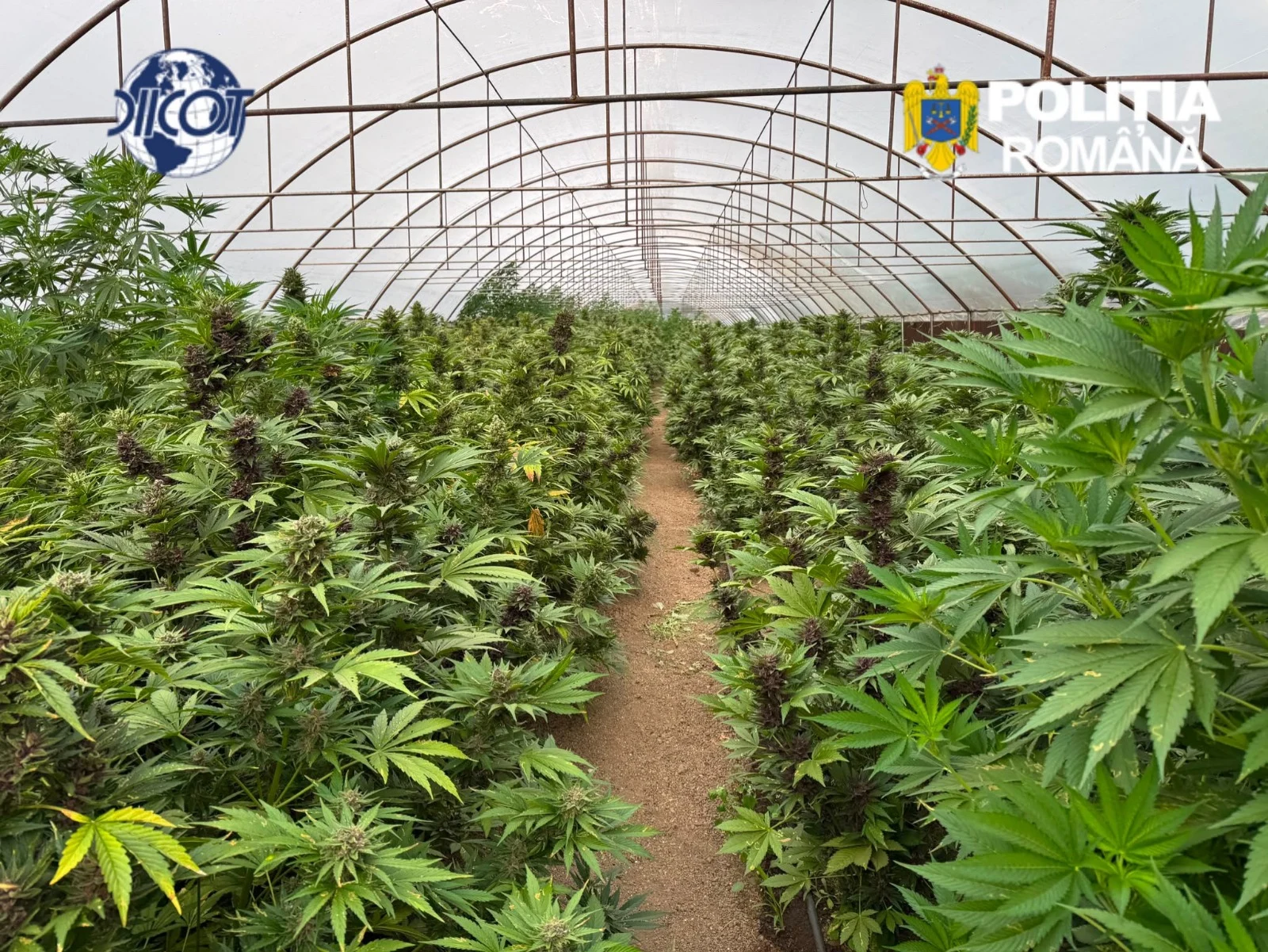 Captură uriașă de canabis în Neamț. Peste 2.600 de plante și un laborator clandestin, descoperite de DIICOT