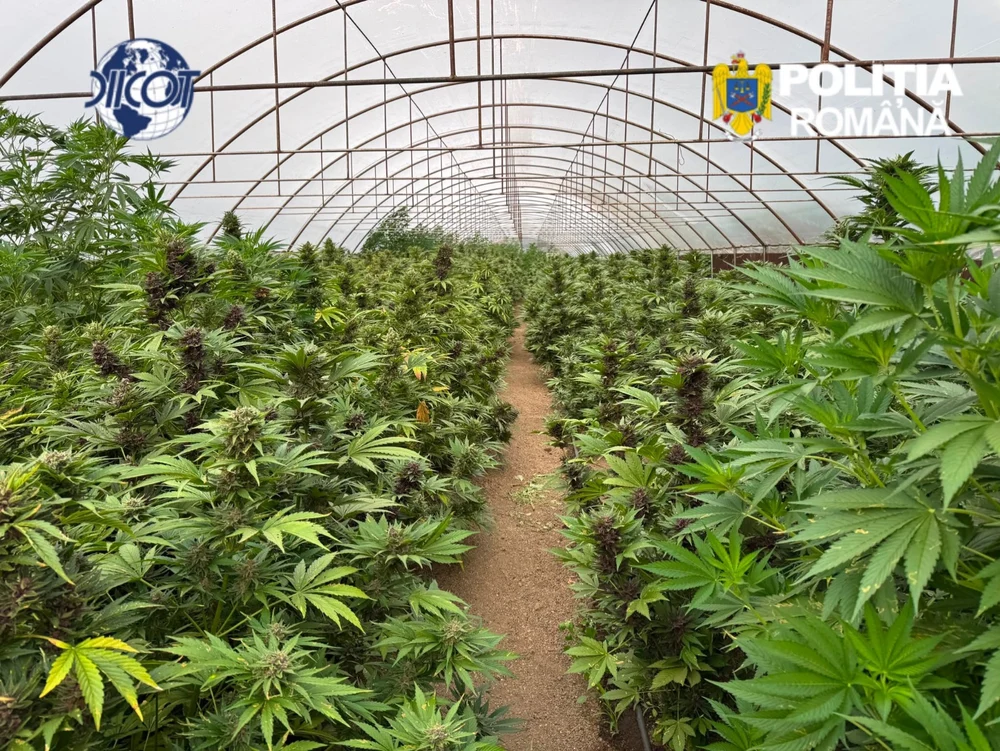 Captură uriașă de canabis în Neamț. Peste 2.600 de plante și un laborator clandestin, descoperite de DIICOT