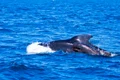 pilot whales 481974 1280 jpg