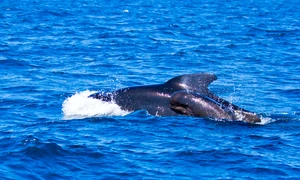 pilot whales 481974 1280 jpg