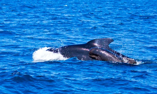 pilot whales 481974 1280 jpg
