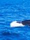 pilot whales 481974 1280 jpg