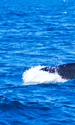 pilot whales 481974 1280 jpg
