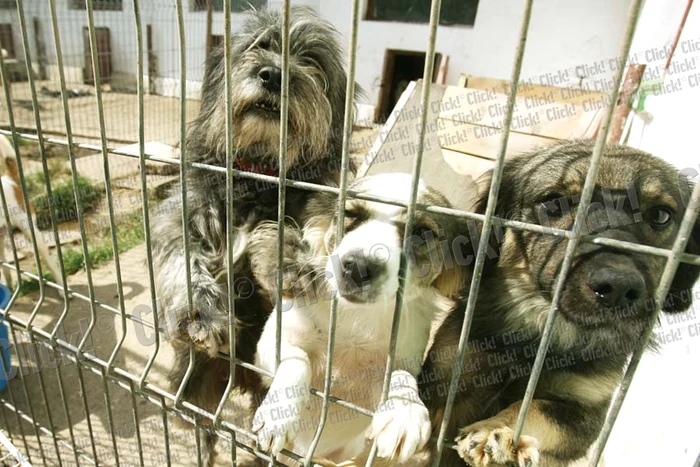
    În jur de 150.000 de  câini aşteaptă să ajungă  în casele sau în curţile  dumneavoastră (Fotografii: Reuters / Click!)  