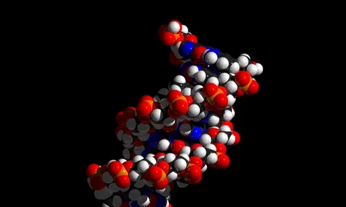 Codul lingvistic și codul genetic jpeg