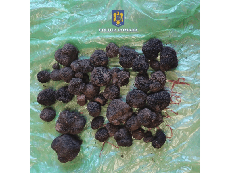 Amendă primită de un culegător de trufe. Diamantele pământului i-au adus necazuri