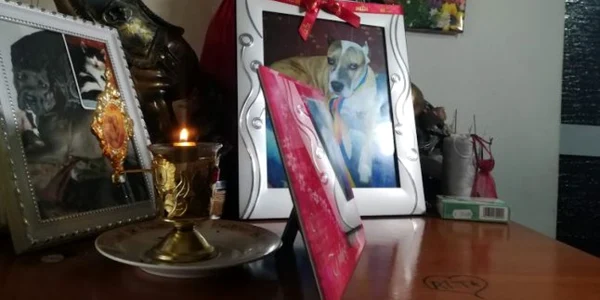 Ritta caine rasa Amstaff