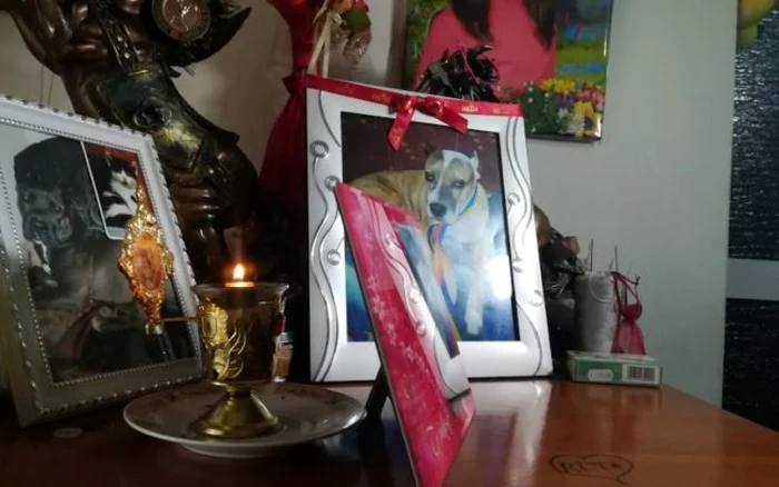 Ritta, căţeluşa din rasa Amstaff care şi-a salvat de la moarte stăpânul FOTO arhiva personală