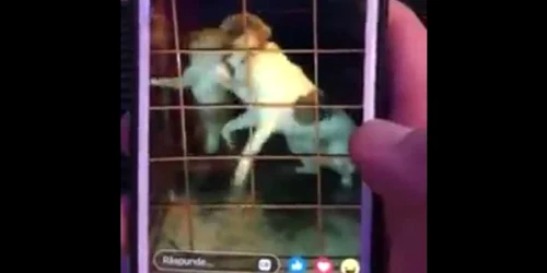 caine lupta sfasie maidanezi bistrita