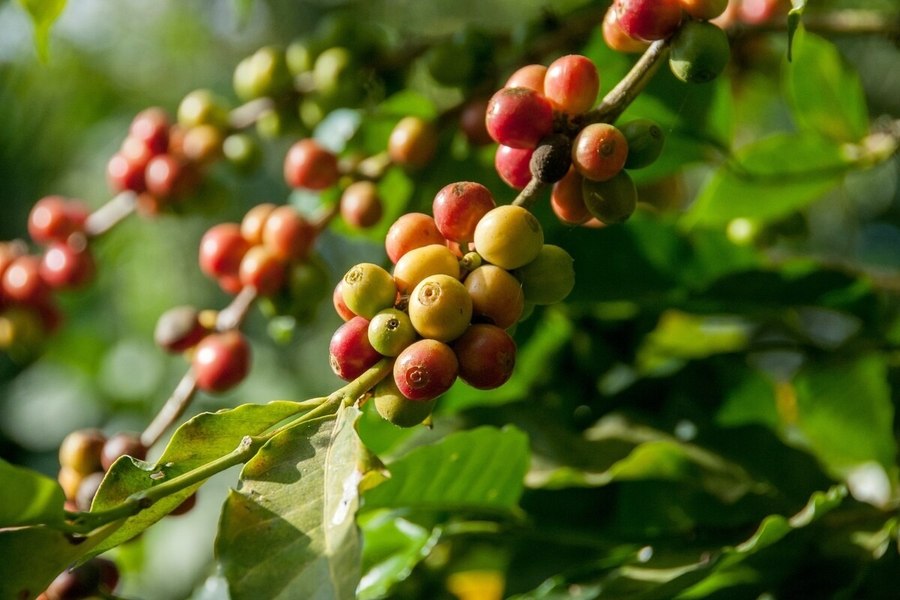 Lumea va avea mai puțină cafea robusta: Mulți cultivatori s-au axat pe avocado
