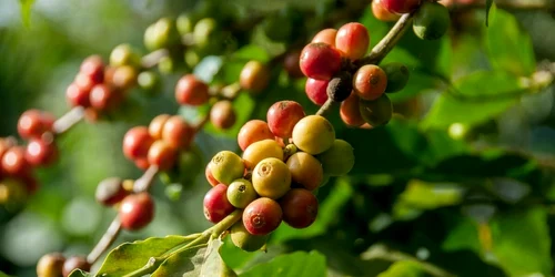 Curiozități despre cafea, cea mai consumată băutură în prima parte a zile boabe cafea jpg
