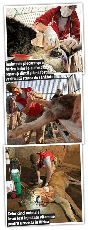 Cinci lei vor da cuştile reci şi mici pentru a trăi în rezervaţie