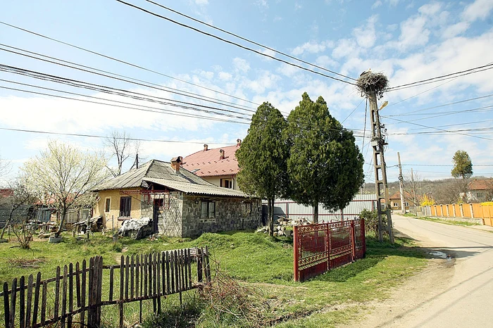 Berzele s-au întors  la cuibul construit  de ele anul trecut 