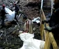 Ecologizare la Ghetarul Scărișoara Foto Parcul Natural Apuseni (6) jpg