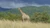 Anca Turcasiu Africa de Sud (2) jpeg