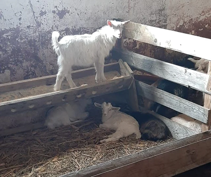 Un ied de 15 kilograme  e indicat pentru  o masă de şase-opt persoane