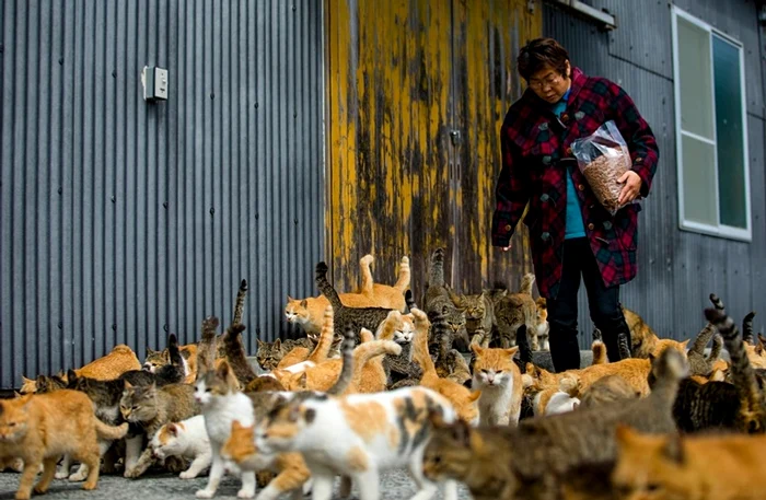 Pe toate străzile poți găsi zeci de pisici în Tashirojima