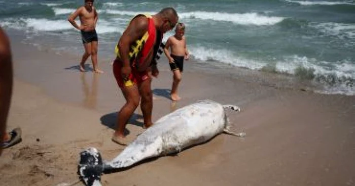 Constanta: Un delfin a fost găsit mort în zona plajei Eforie Sud unde s-au înecat cei doi elevi