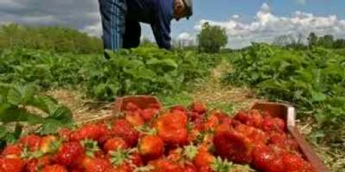 Valcenii vor merge sa lucreze in Spania pentru 38 de euro pe zi