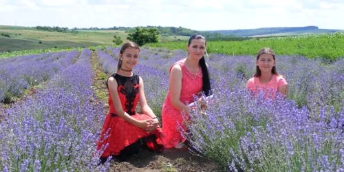 plantatie lavanda foto cosmin zafirache