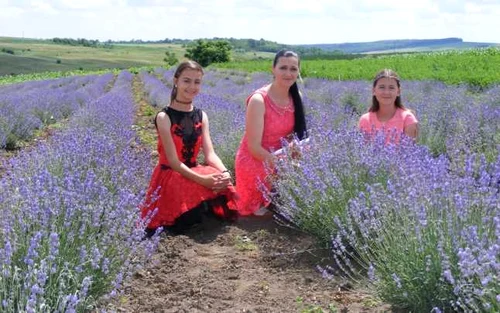 plantatie lavanda foto cosmin zafirache