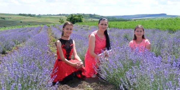 plantatie lavanda foto cosmin zafirache