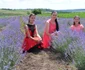 plantatie lavanda foto cosmin zafirache