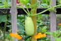 zucchini 2166696 1280 jpg