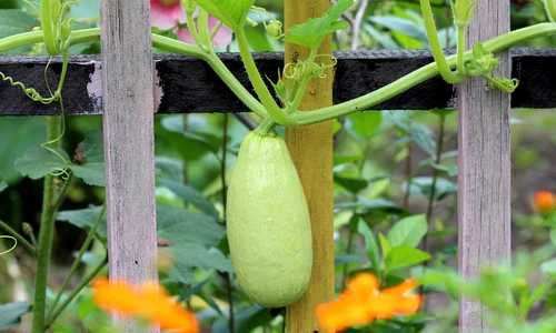 zucchini 2166696 1280 jpg