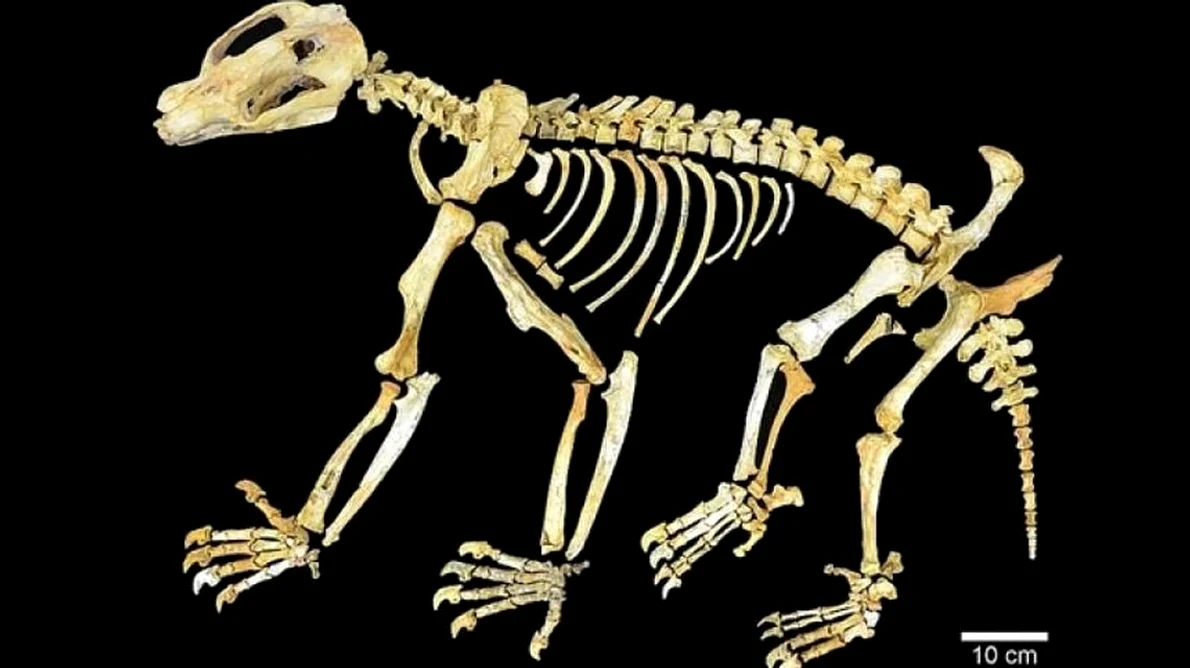 Nimbadon – gigantul care se căţăra în copacii Australiei acum 15 milioane de ani jpeg